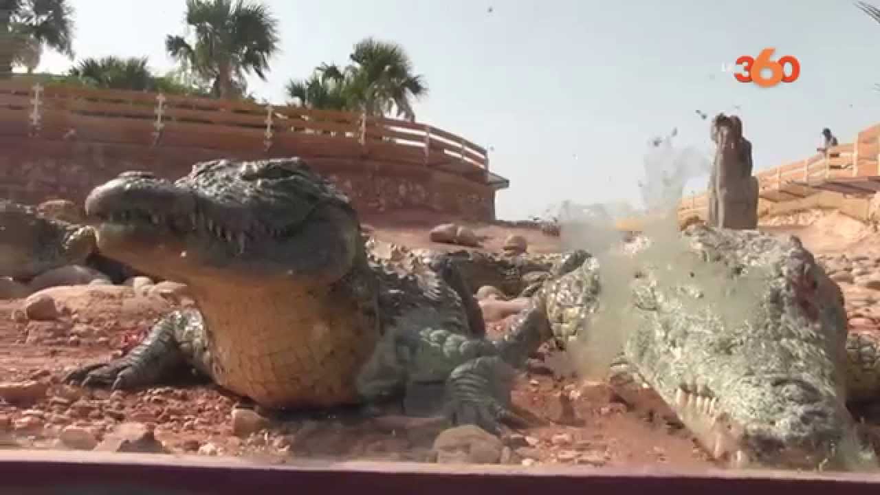Le360.ma &bull; Croco Parc Agadir