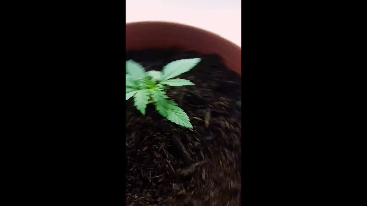 West coast og auto update #3 day 16
