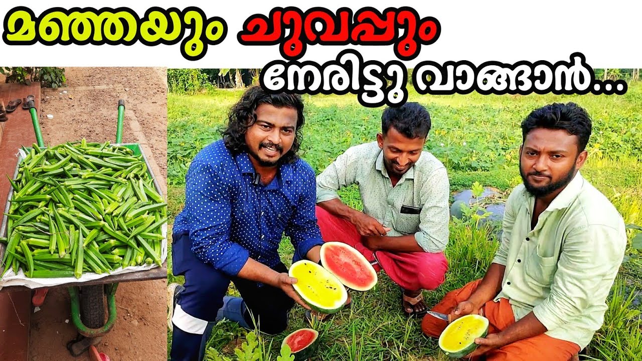 ഇവിടെ തണ്ണിമത്തൻ മാത്രമല്ല | Organic Farming | Kerala Farming | Watermelon | Lady Finger | Spinaches