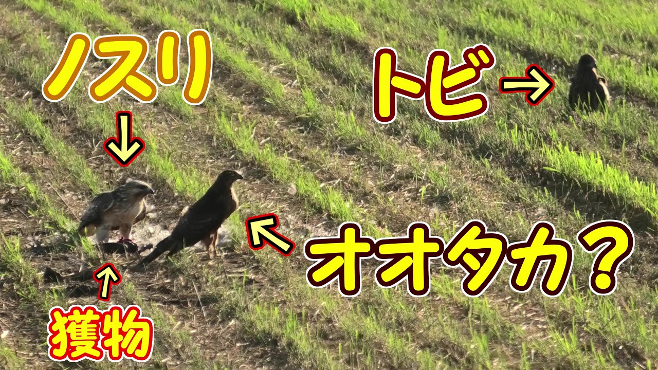 猛禽３種・ノスリが食べている獲物をオオタカ？とトビが狙っています　Buzzard, Goshawk and Kites【 Nussie Village / ぬっしー村 】