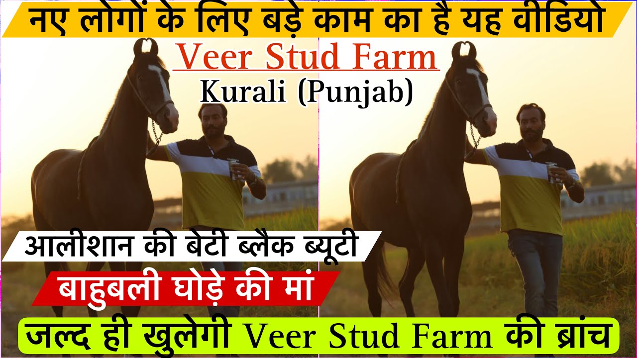 नए लोगों के लिए काम का है ये वीडियो आलीशान की बेटी ब्लैक ब्यूटी बाहुबली घोड़े की मां (9888900095)
