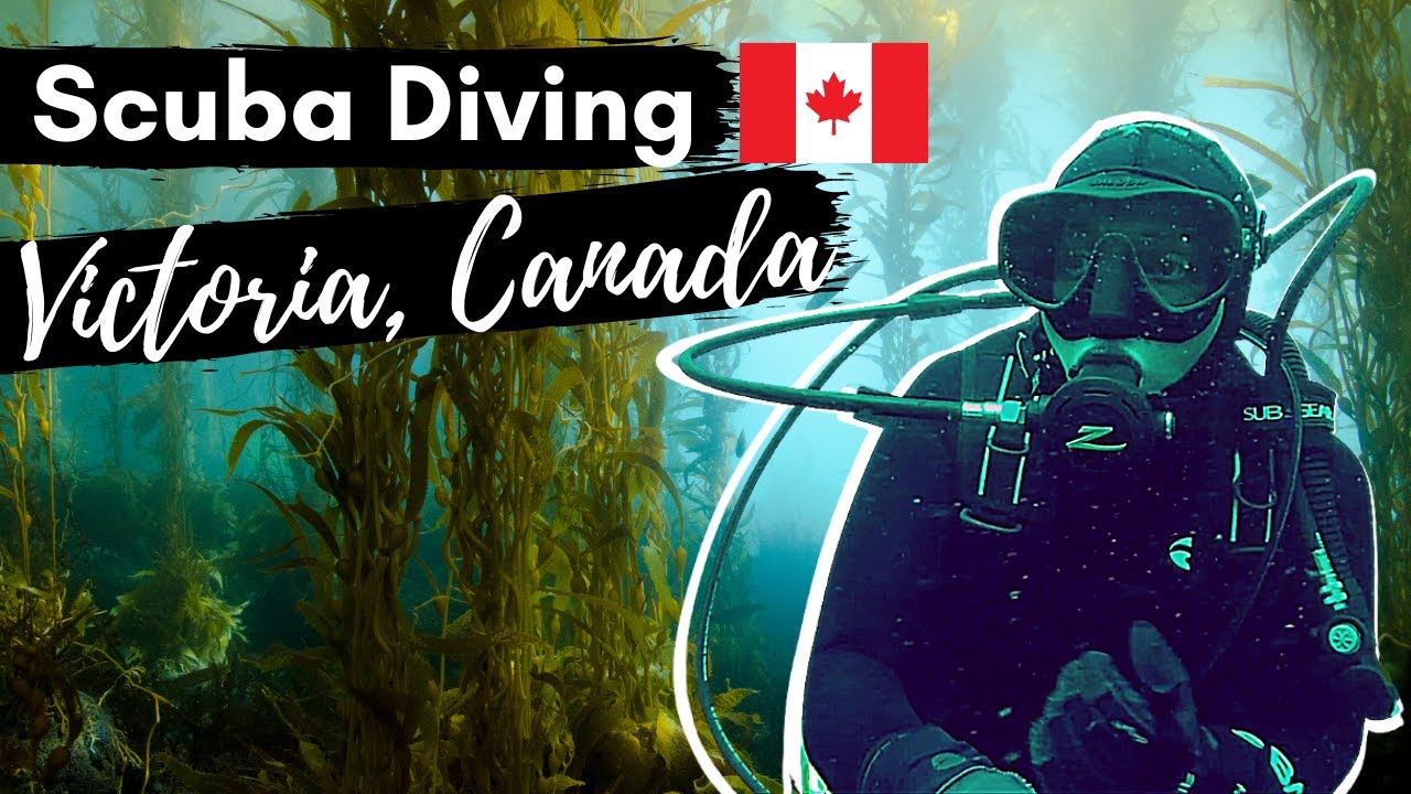 Scuba Diving in a Kelp Forest | Sooke British Columbia | Cold Water Diving on Vancouver Island