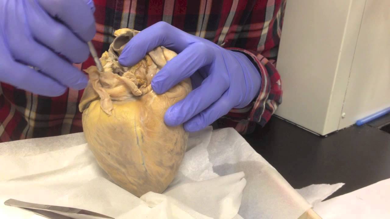 Sheep heart dissection: external structures and blood vessels