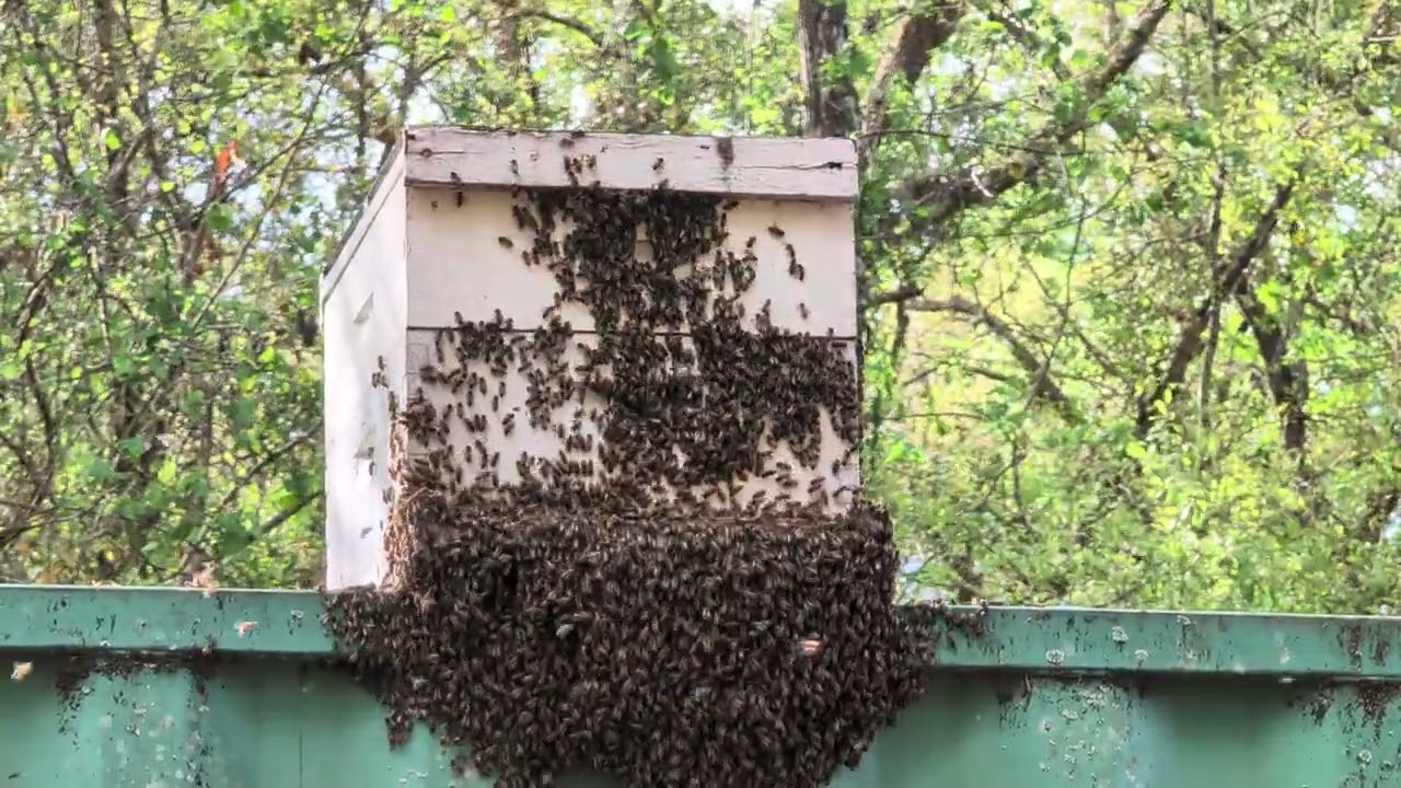 Swarm of honey bees move in