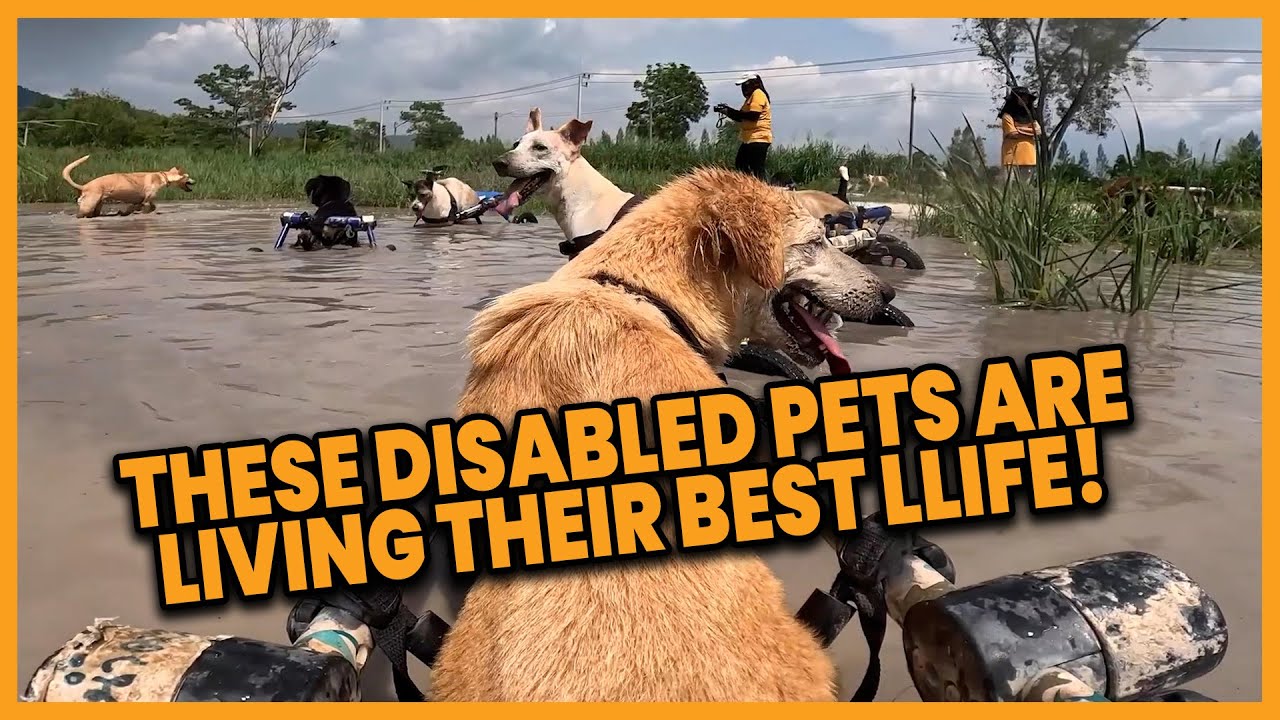 These Disabled Pets Are Living Their Best Life! ❤️🐾 #compilation | PAWSOME PETS
