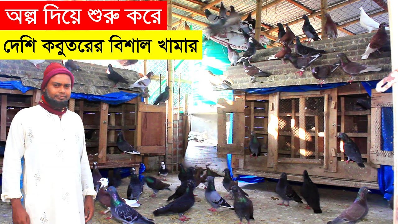 ১৬টি কবুতর দিয়ে শুরু করে ১৫০টি দেশি কবুতরের বিশাল একটি খামার গড়ে সফল তোসলিম ভাই | Big Pigeon Farm