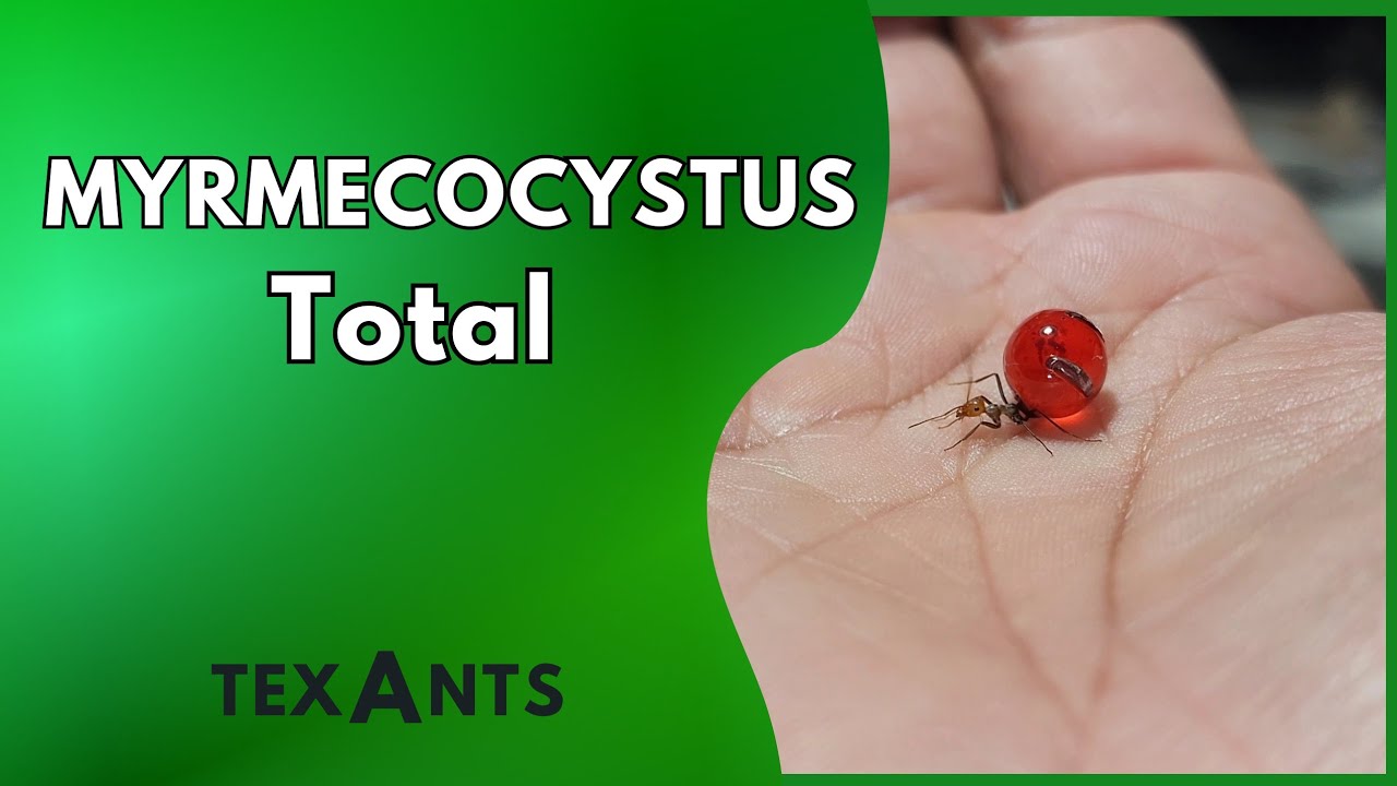 🚩MYRMECOCYSTUS la mudanza EPICA (Myrmecosystus Placodops) AGARRANDO REPLETOS