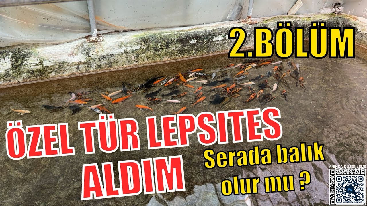 ORHUNLAR BALIK &Uuml;RETİMİ 2.B&Ouml;L&Uuml;M - yeni &ouml;zel t&uuml;r balıklar aldım  