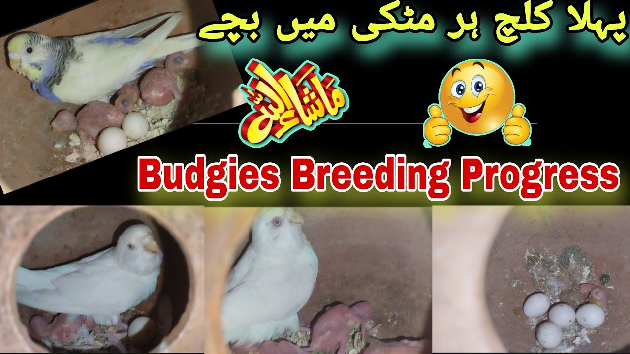 Australian Parrots Breeding Progress | Budgies Parrot Breeding Update | Bajri Totay | Pets Vlog