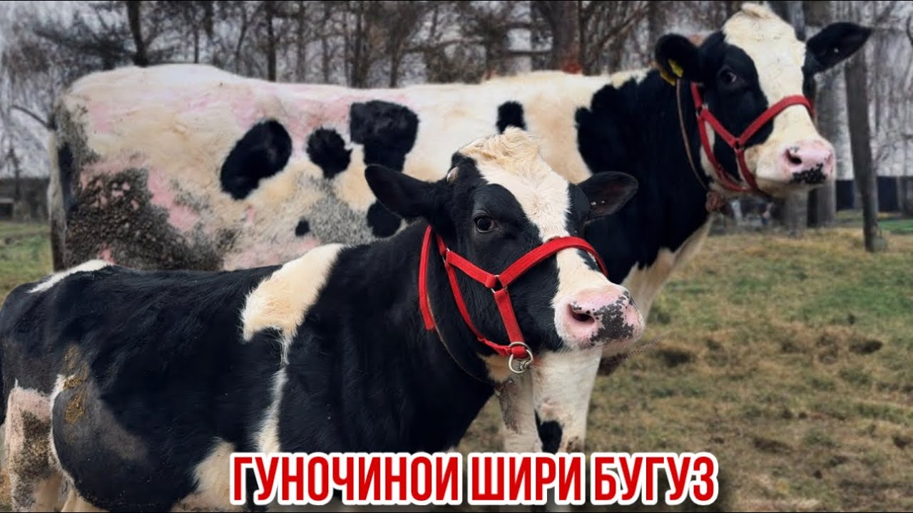 Молхои шири бугузи наздик 