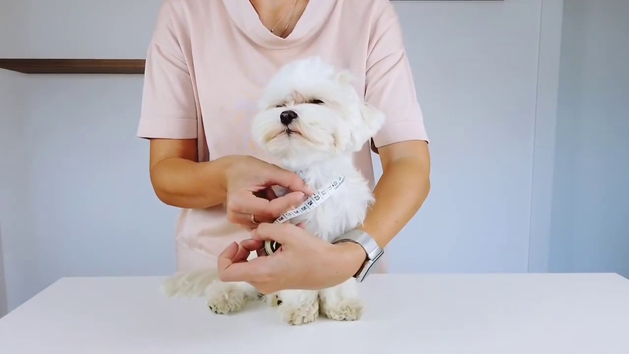 How To Measure Your Dog For Clothes | FLOUFFY