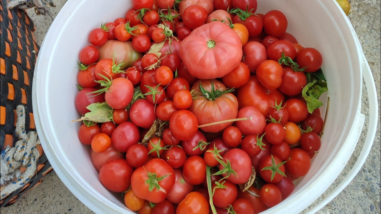 🥺EŞİM# GÖRÜNCE# ŞOK OLDU BAHÇEMİZDEN  #KOVALARLA# PEMBE VE MİSKET DOMATES🍅TOPLADIK🧿