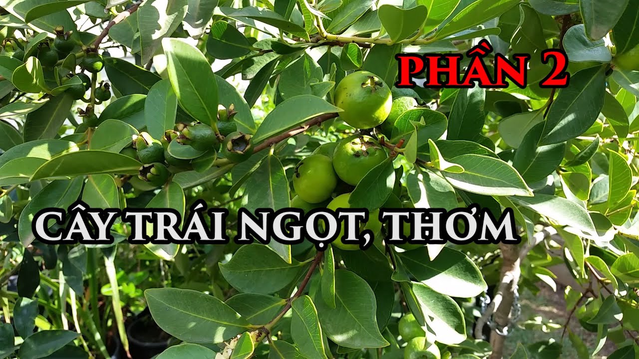 Cách Làm Cây Trái Ngọt Phần 2