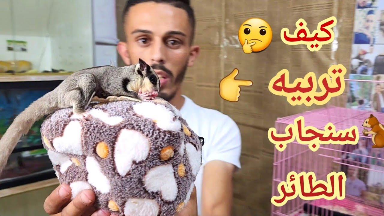 تربية سنجاب الطائر/أسوأ حيوان ممكن تربية حساس بشكل مش طبيعي معلومات عنه كامله