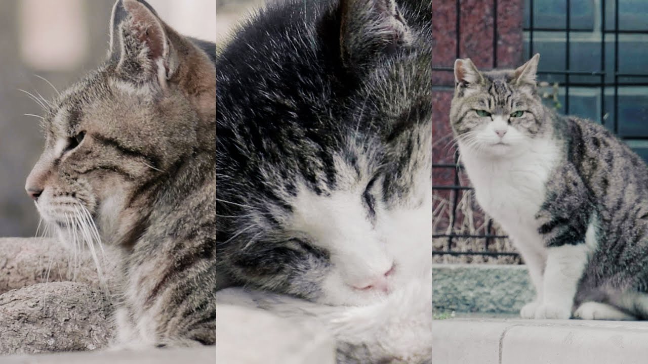 スキマ時間は猫タイム🕒