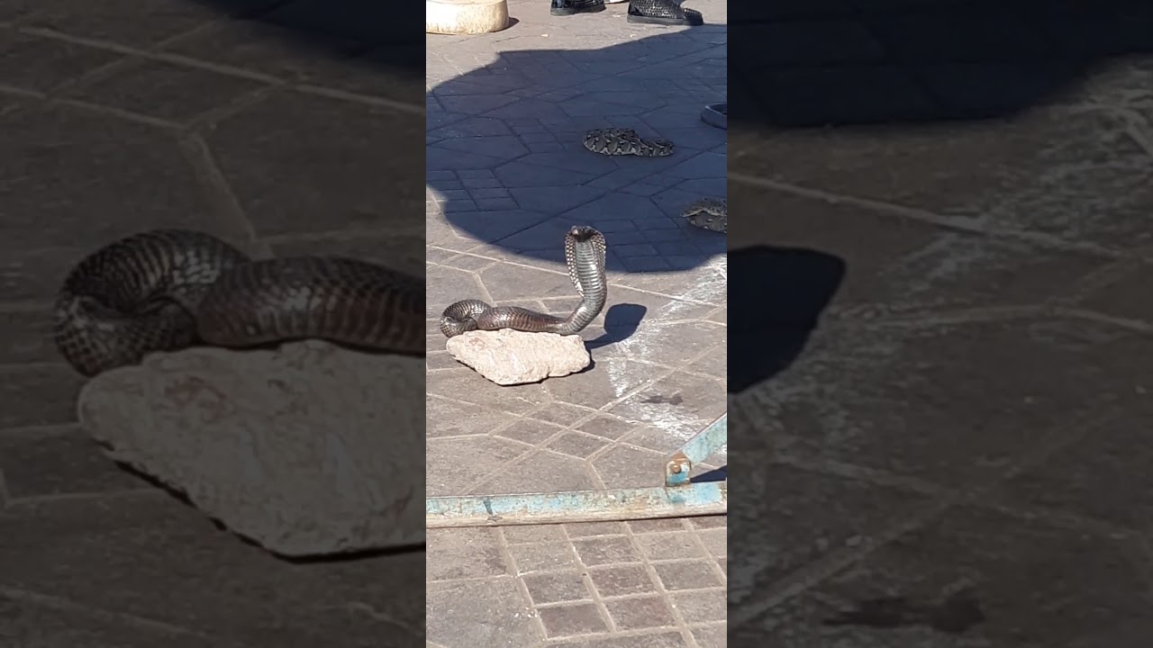 شاهد ماذا فعل الثعبان بساحة جامع الفنا مراكش