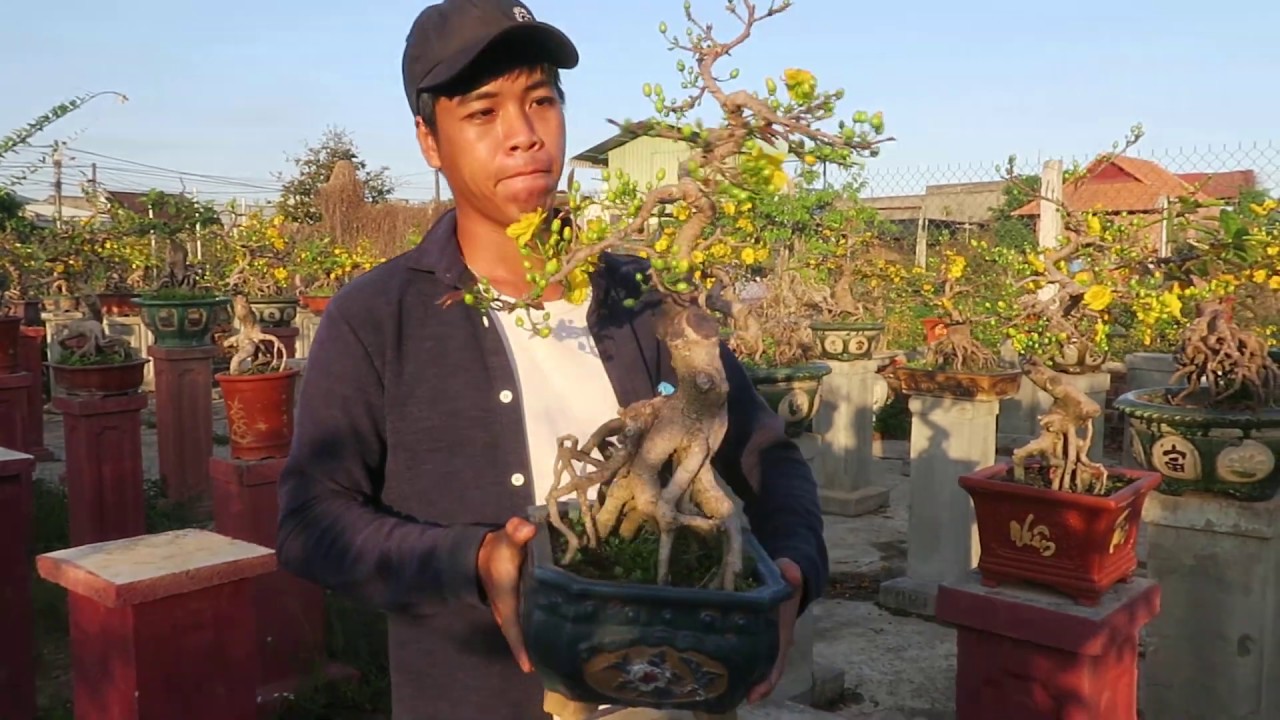 vườn mai bonsai đẹp 2021