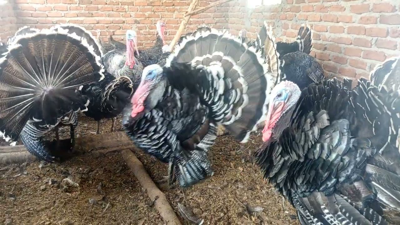 The best moment with Turkeys 