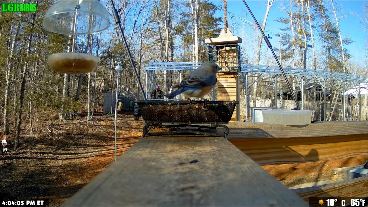 LGR Bird Feed - February 16, 2026 🚧