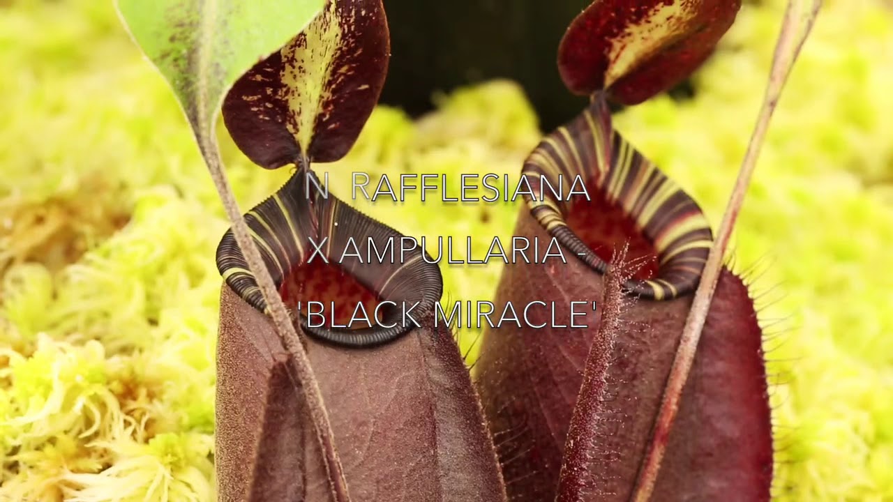 N. rafflesiana x ampullaria ‘Black Miracle’ at Redleaf Exotics!