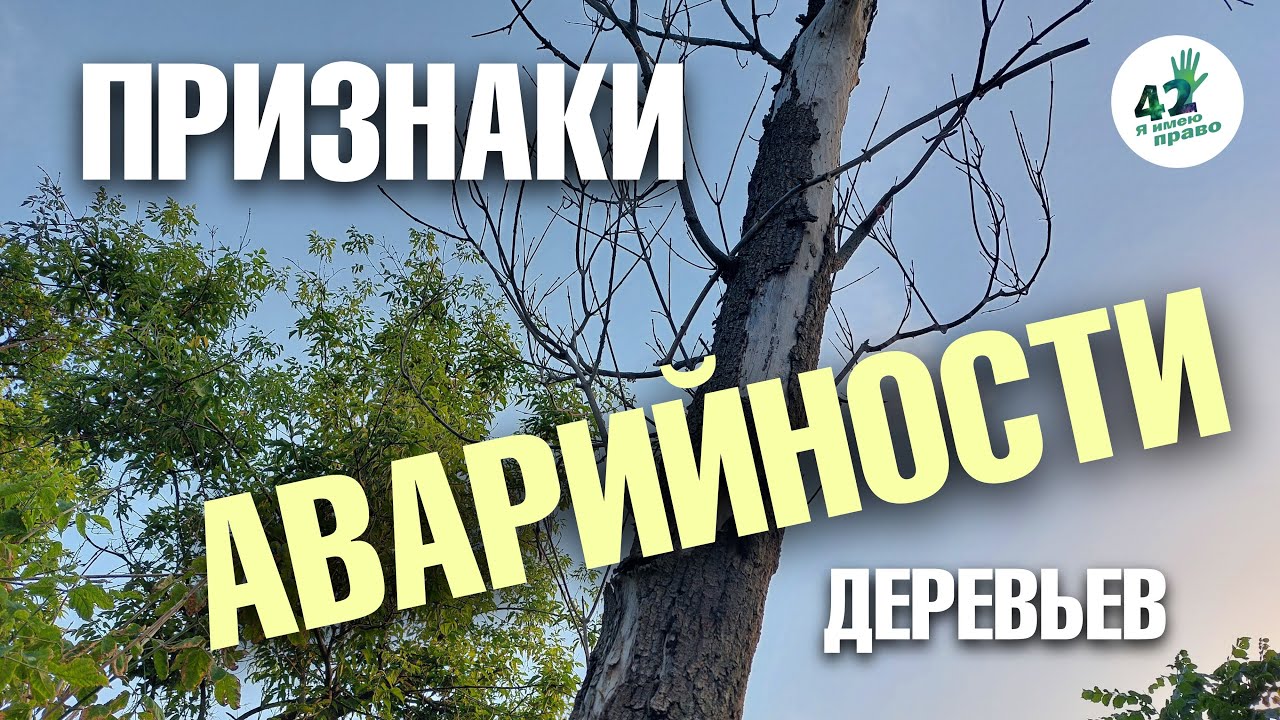 Как узнать, что дерево аварийное