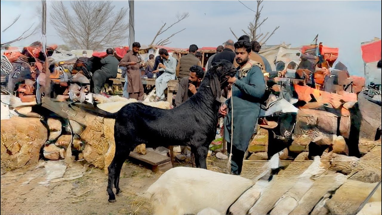 Kajle Chatre Live Soda Mandi Main Bohat Rate Hogya Hai Mazhar Biba Official 