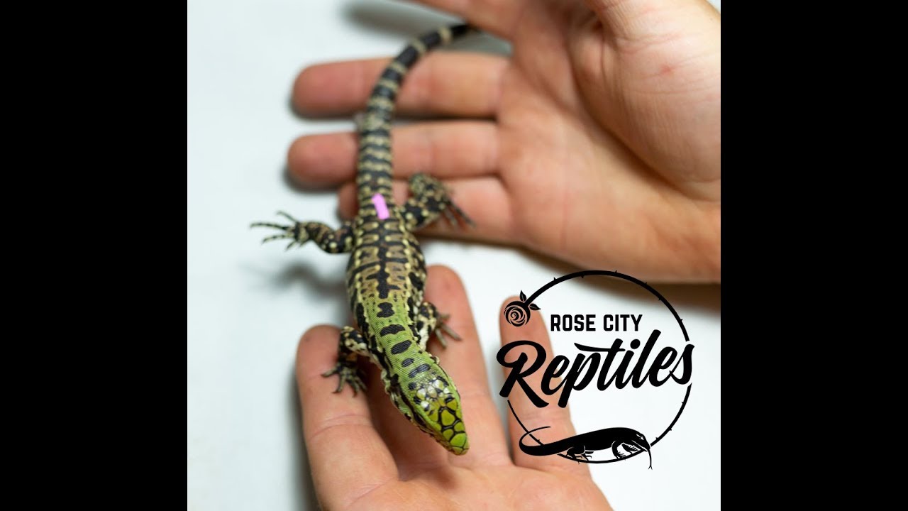 Handling Your Baby Tegu!