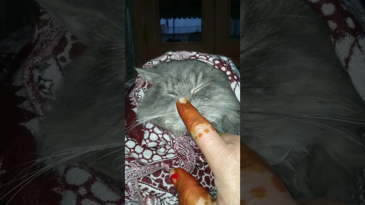 Cat's Personal Therapist💯