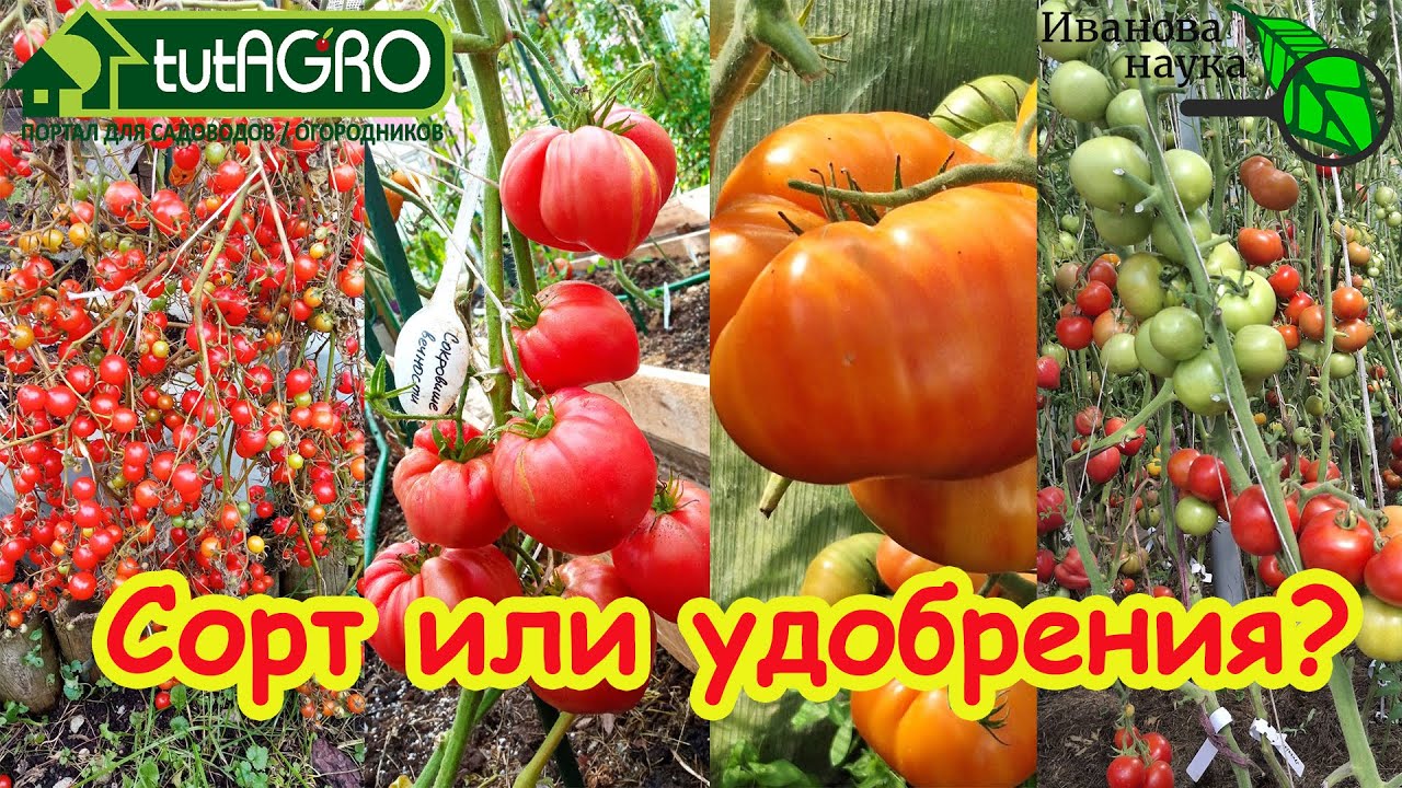 Томат: Удобрение или сорт? Ответ, который вас удивит!  Генетика или химия: что важнее для помидоров?