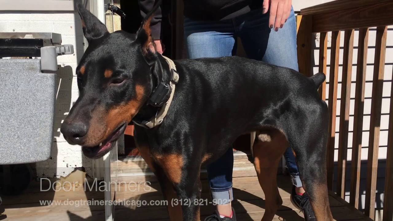 Dog Training: 1 Year Old Doberman Pinscher, Kramer! Before and After Two Week Board and Train