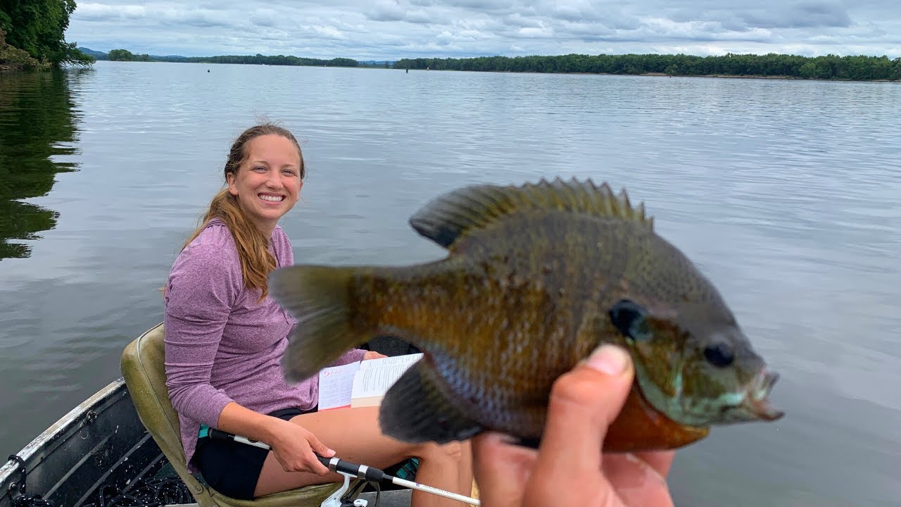 The Easiest Rig for Catching Wingdam Bluegills | Mississippi River