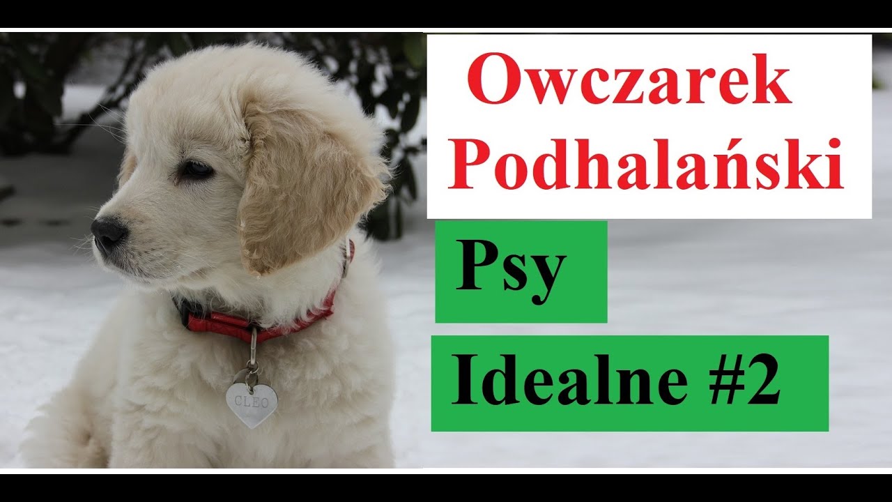 Owczarek Podhalański - Psy Idealne #2