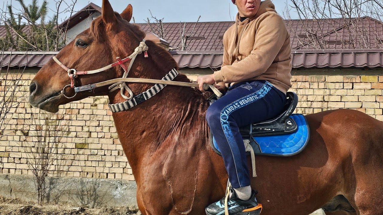 💥*Буркут * КАРА БАЙЫРДЫн ТАЗАСЫ🐎