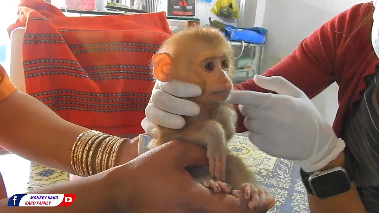 Kako Family | Orphan Baby Monkey Visit Vet First Time