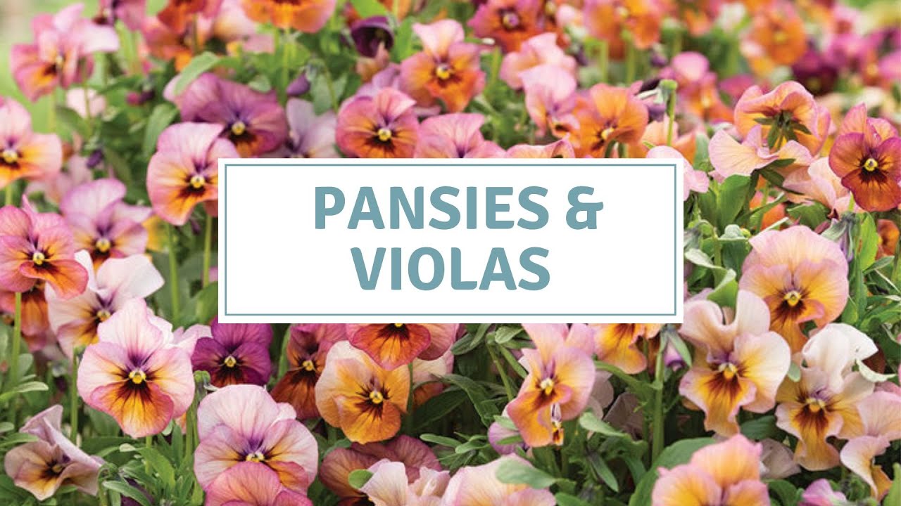 Pansy And Viola Seed Germination Success