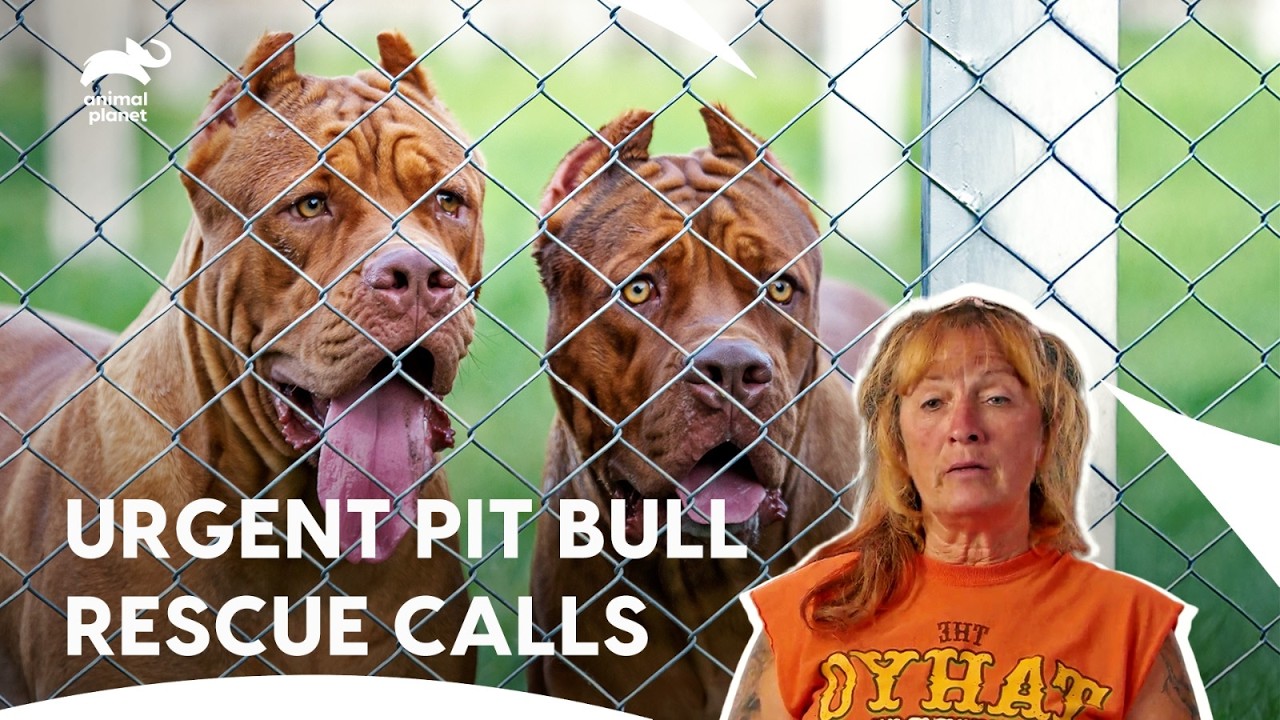 Drama At Villalobos Rescue Center | Pit Bulls & Parolees S7E10,5,1 | Animal Planet