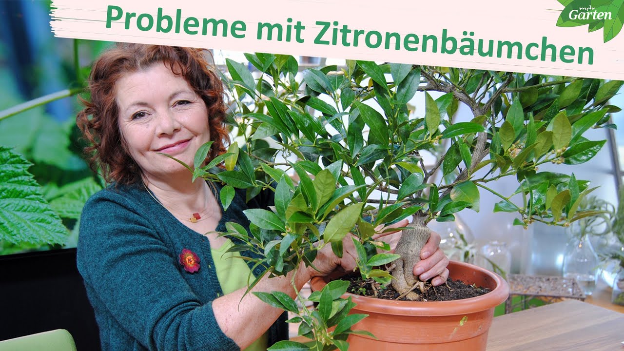 Probleme mit Zitronenb&auml;umchen: Wenn Bl&uuml;ten und Bl&auml;tter abfallen | MDR Garten