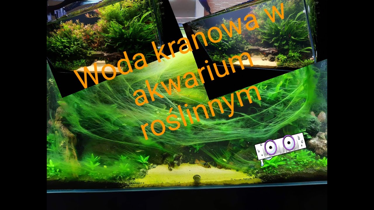 Woda kranowa w akwarium roślinnym. Zło? Czy lek na wszystkie problemy?