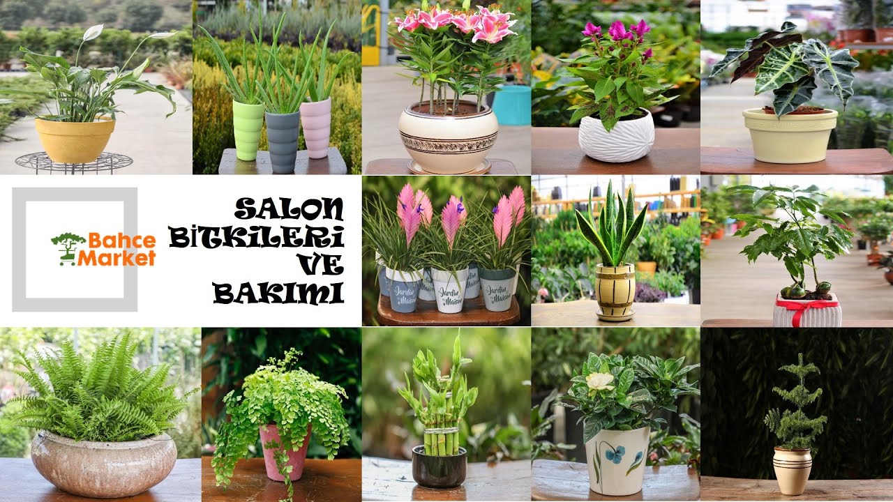 Salon bitkileri ve bakımı // Plant care // Living room plants // İBB BAH&Ccedil;E MARKET &Ccedil;İ&Ccedil;EK BAKIMI