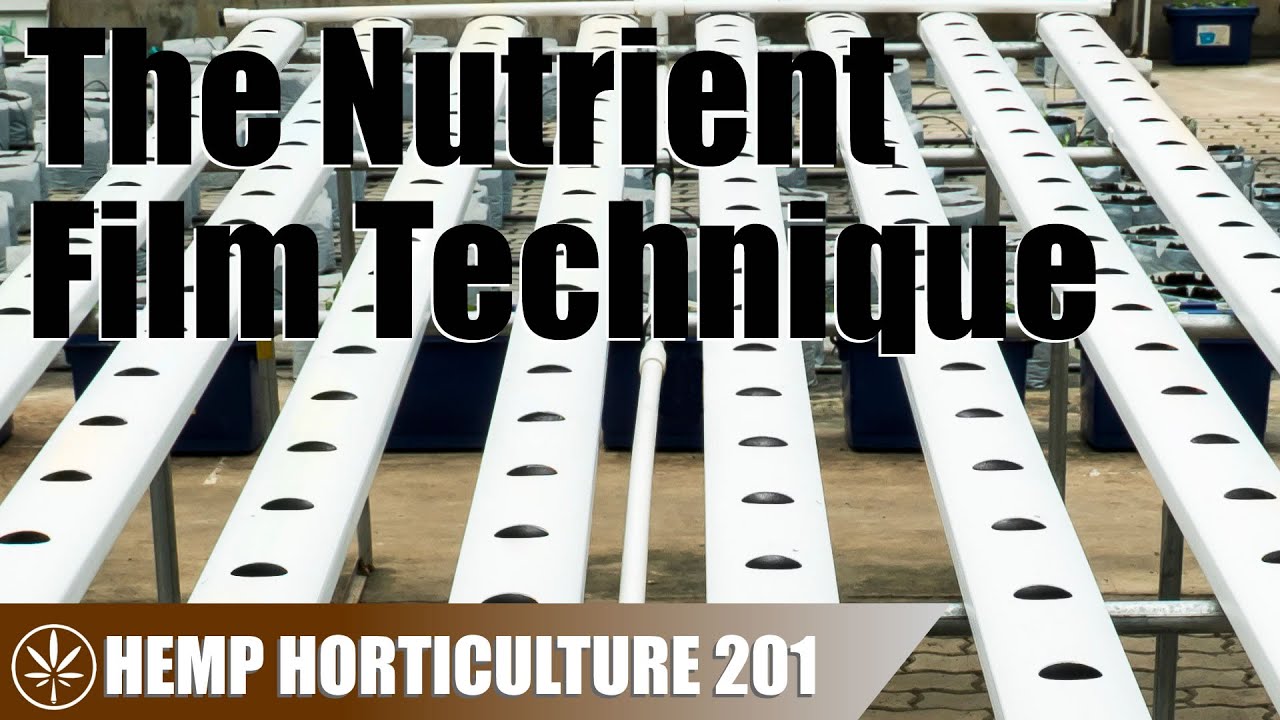 Growing Hemp With The Nutrient Film Technique (NFT) System