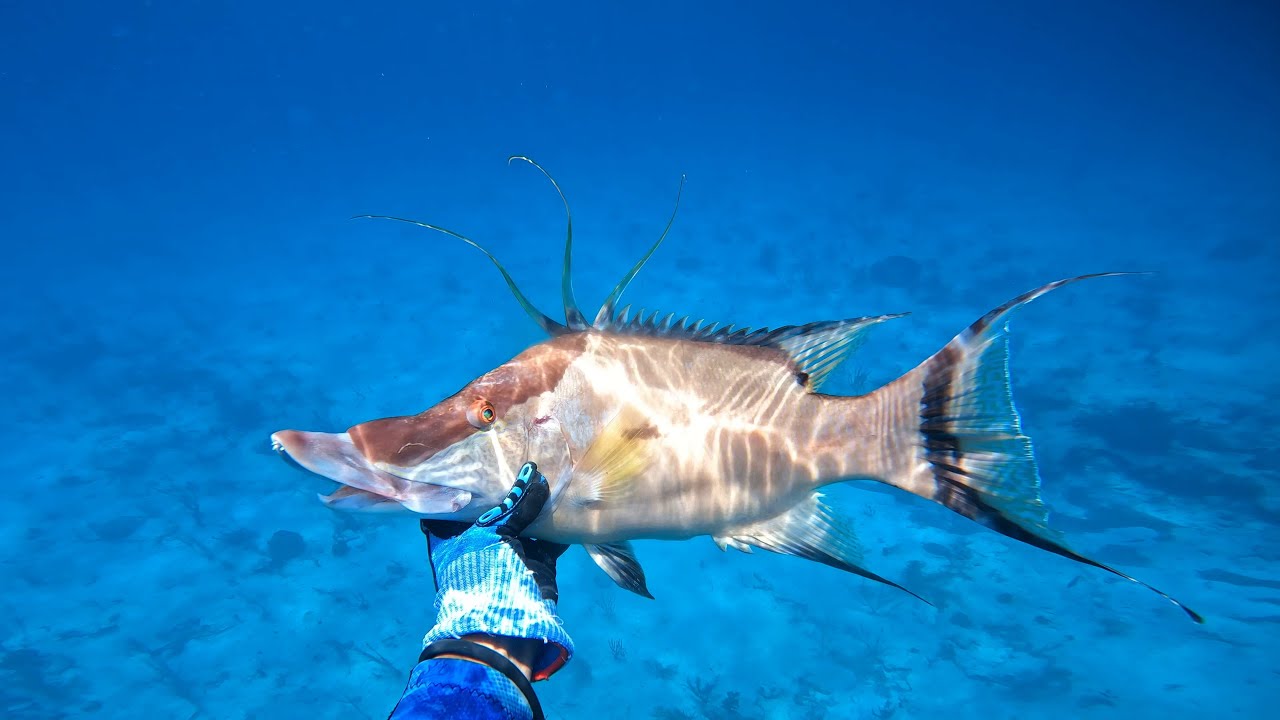 Commercial Day | Freediving | Exuma