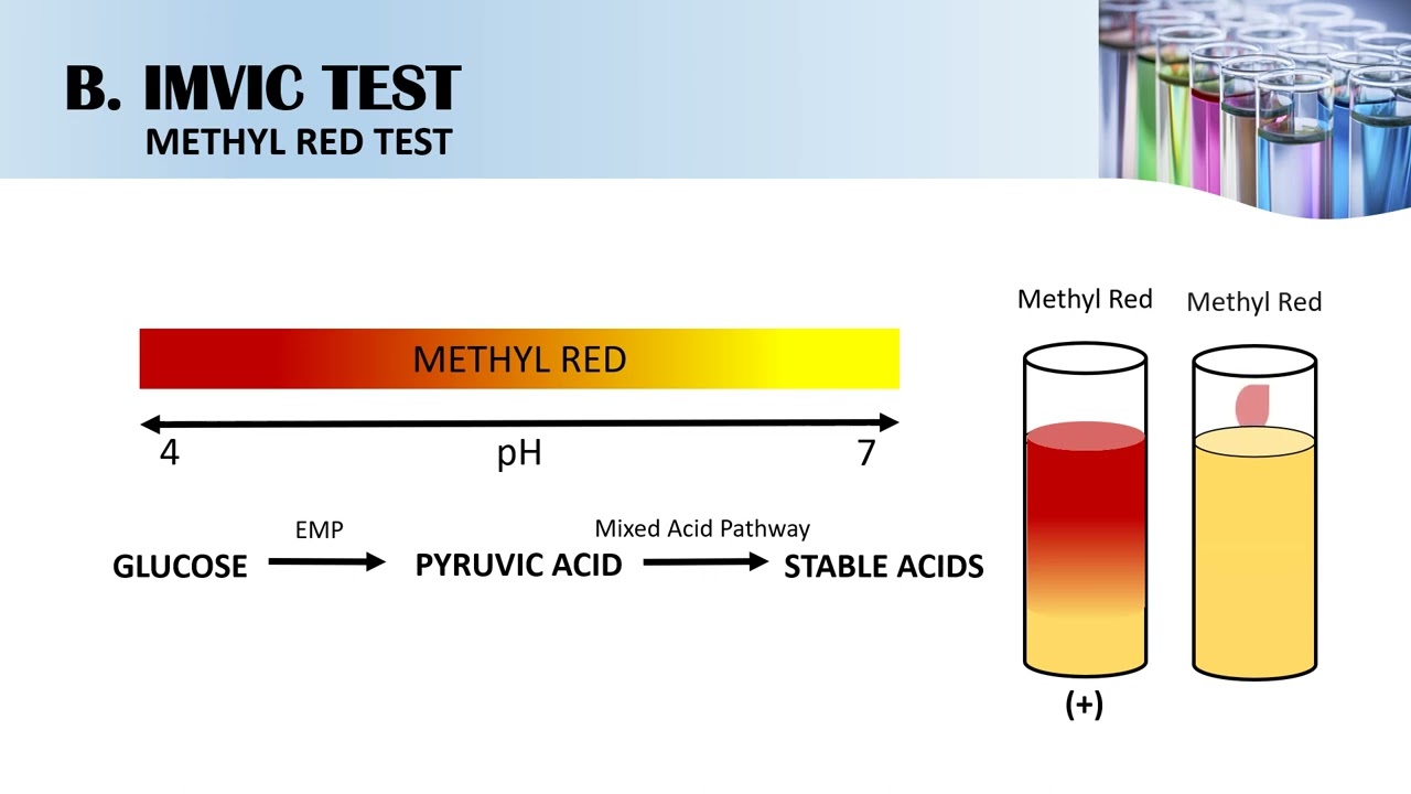 Biochemical Tests for Gram-negative Bacteria