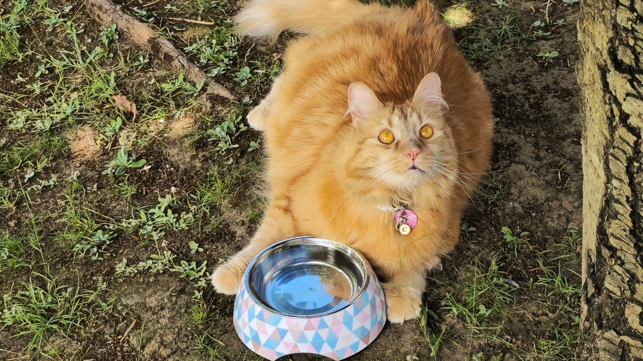 My Water Bowl