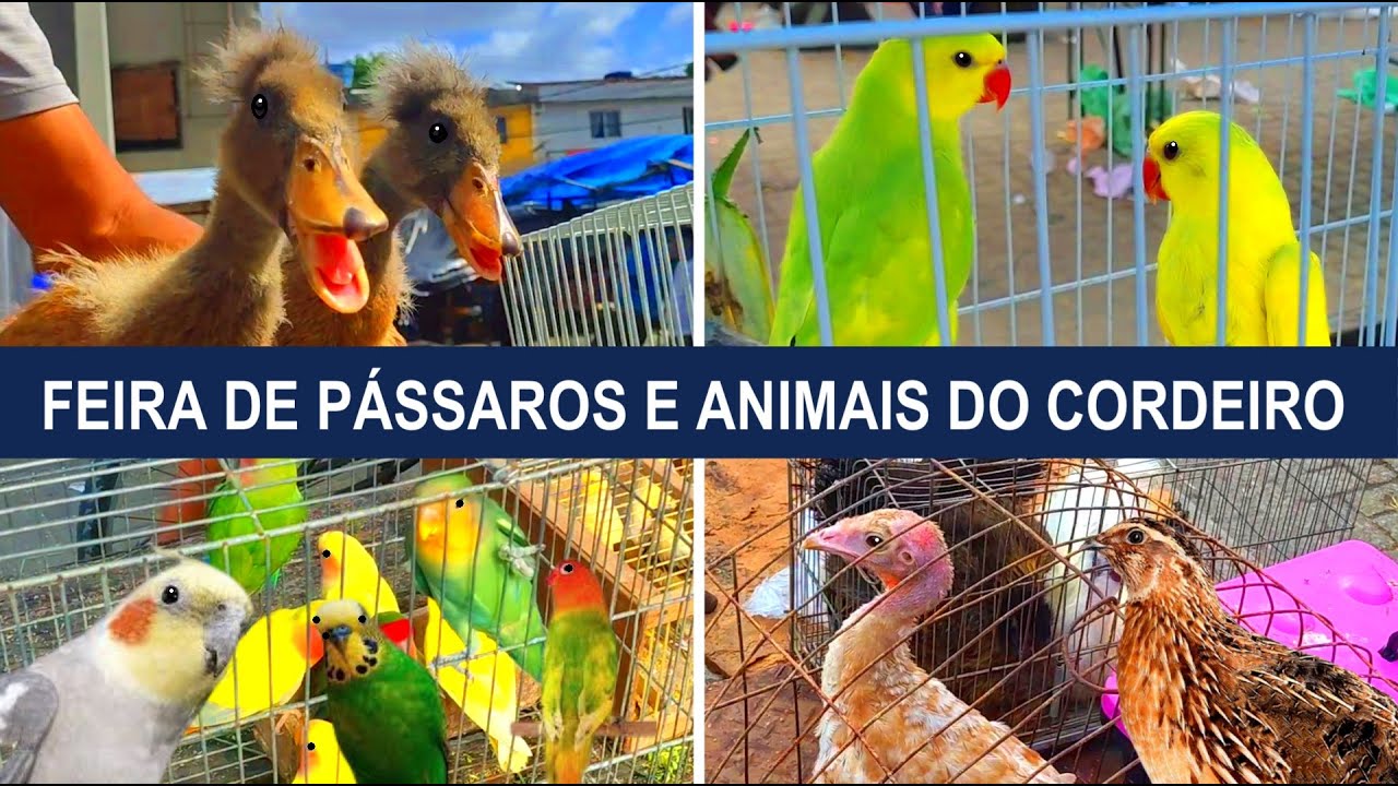 Feira de Pássaros do Cordeiro  30/12 #gaiola #passaros #criarpassaros