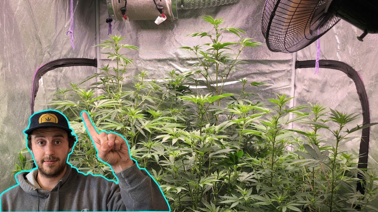 Learn how to Grow Weed at Home Easy with GreenBox Grown: Your Personal Marijuana Consultant