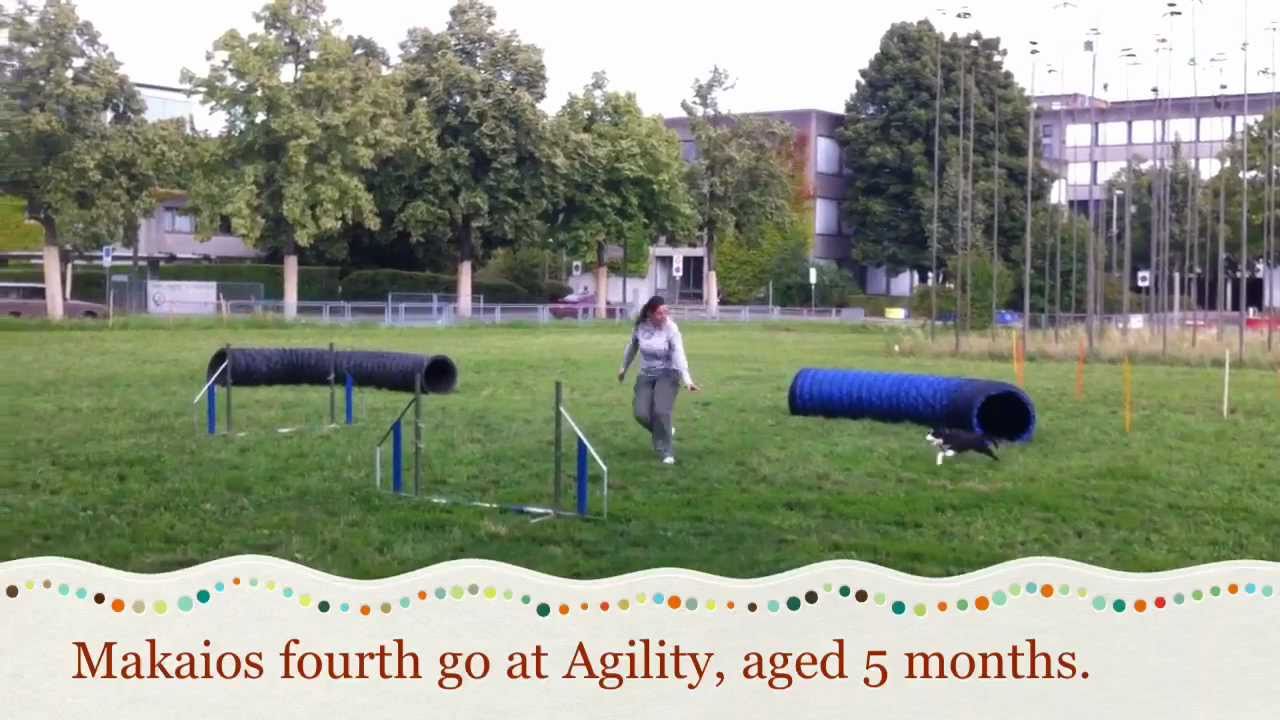 Mini Aussie Makaio doing Agility
