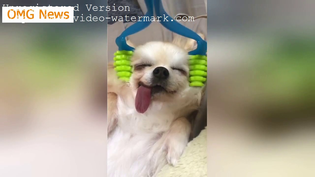 OMG News | Massage is wonderful, look at the expression of the puppy | Funny Dogs