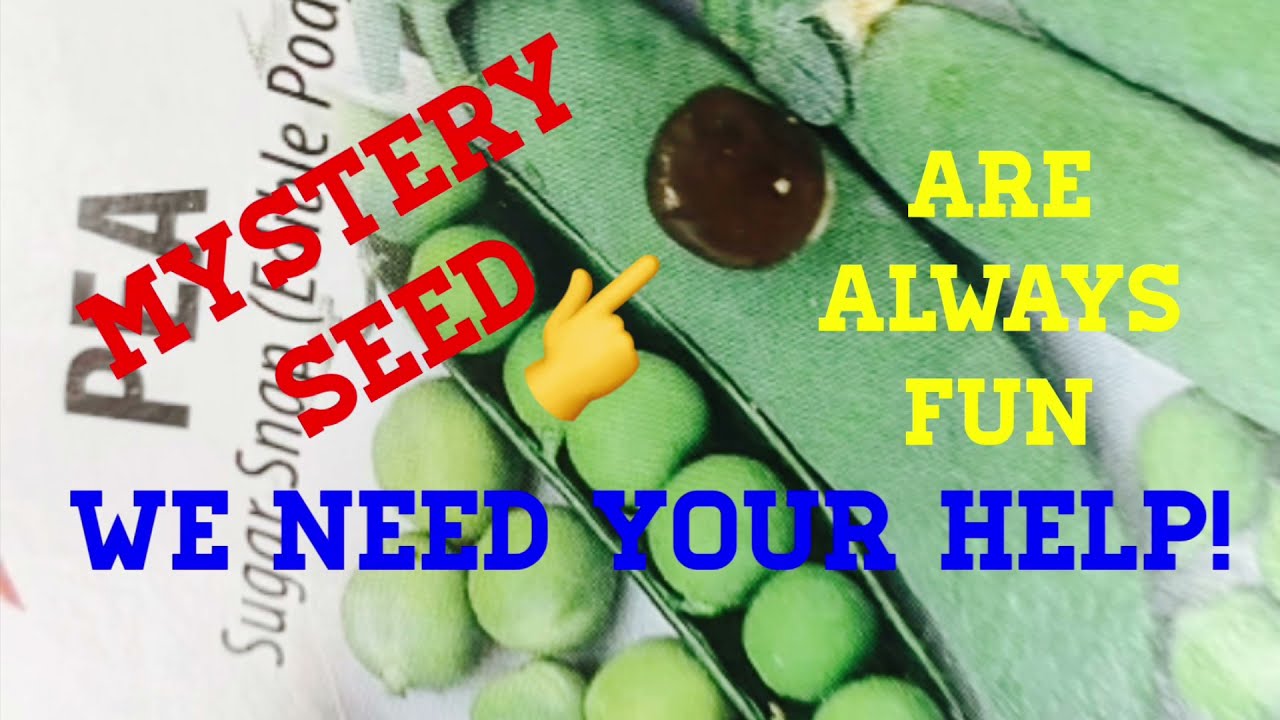 Help Us Identify Mystery Seed #MysterySeed #MysteryPlant #UnknownPlant