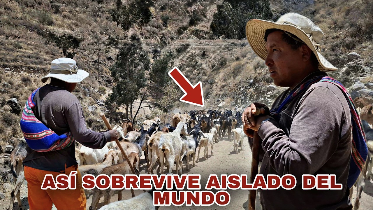 Este JOVEN Sobrevive PASTANDO a su GANADO en los Profundos VALLES Andinos