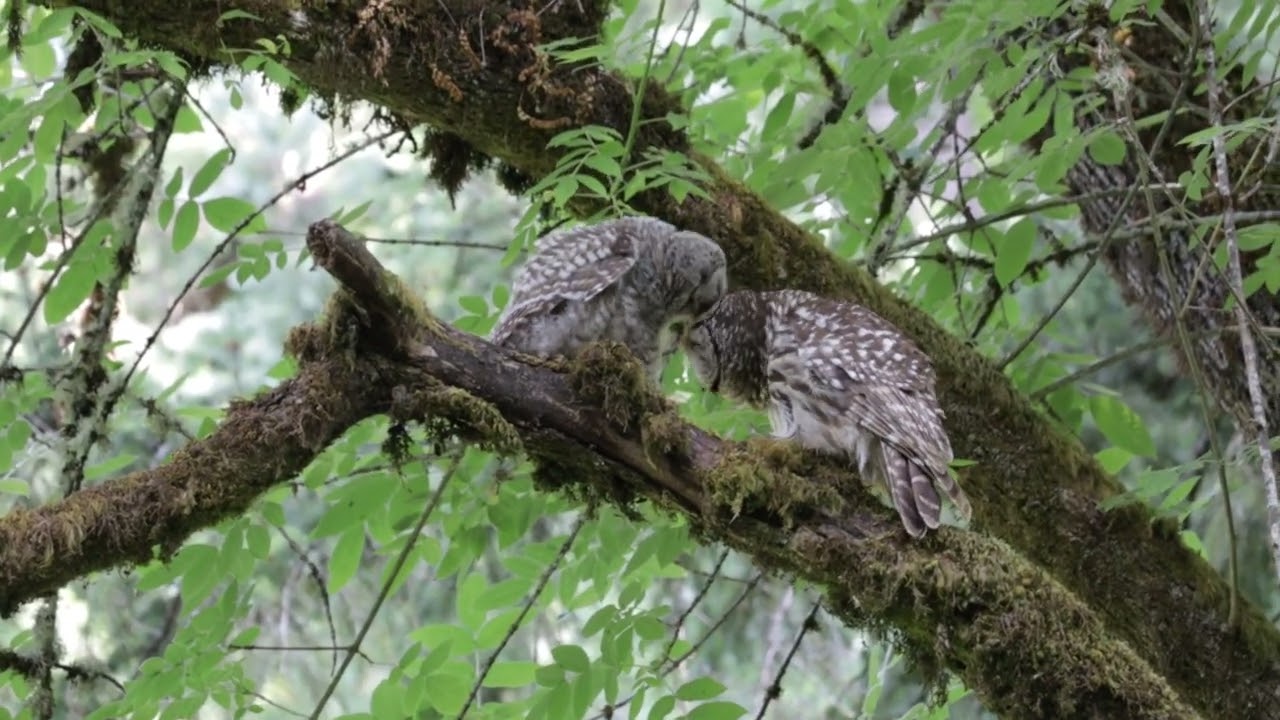 Is it a baby Owl ? @davehupphotography 